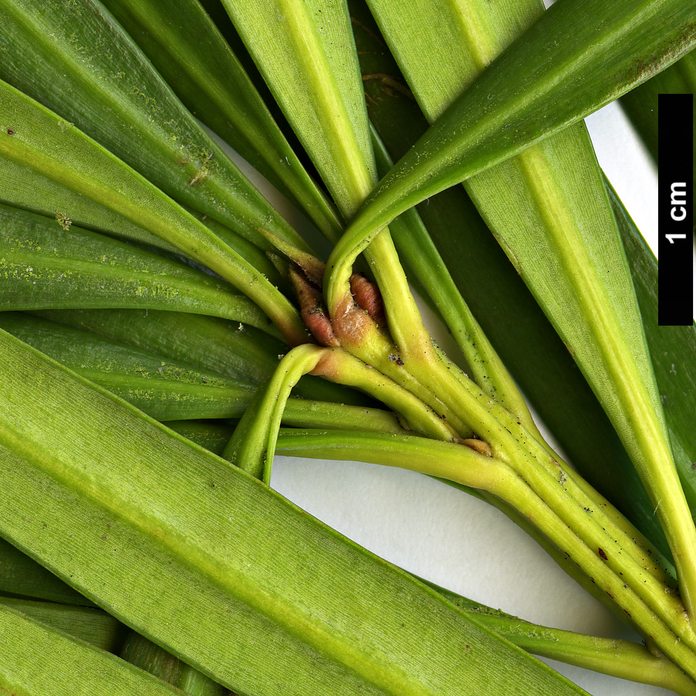 High resolution image: Family: Podocarpaceae - Genus: Podocarpus - Taxon: macrophyllus - SpeciesSub: var. macrophyllus